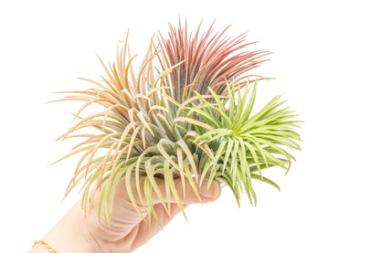 XL Tillandsia Ionantha Rubra Air Plants - Set of 10 or 20