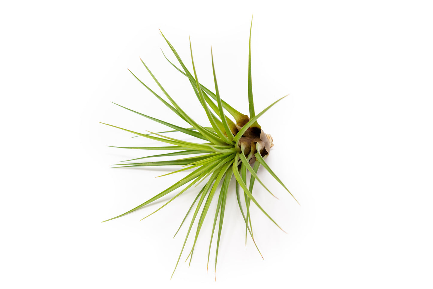 Large Tillandsia Melanocrater Tricolor Air Plant (6–8 Inch) – mail