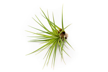 Large Tillandsia Melanocrater Tricolor Air Plant (6–8 Inch) – mail