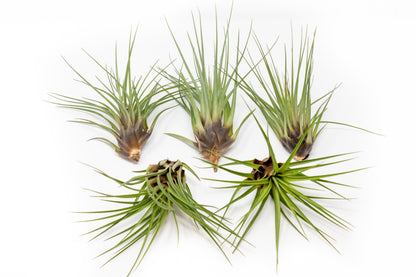 Large Tillandsia Melanocrater Tricolor Air Plant (6–8 Inch) – mail