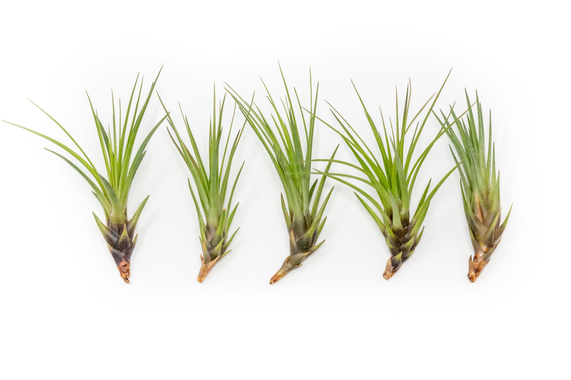 Large Tillandsia Melanocrater Tricolor Air Plant (6–8 Inch) – mail