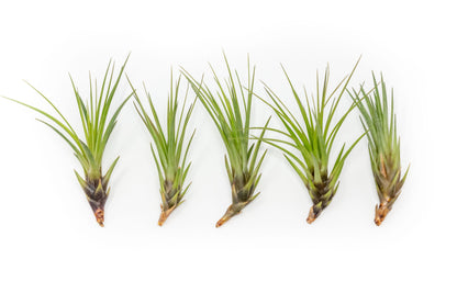 Large Tillandsia Melanocrater Tricolor Air Plant (6–8 Inch) – mail