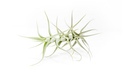 Tillandsia Albida 'Minor' Air Plants
