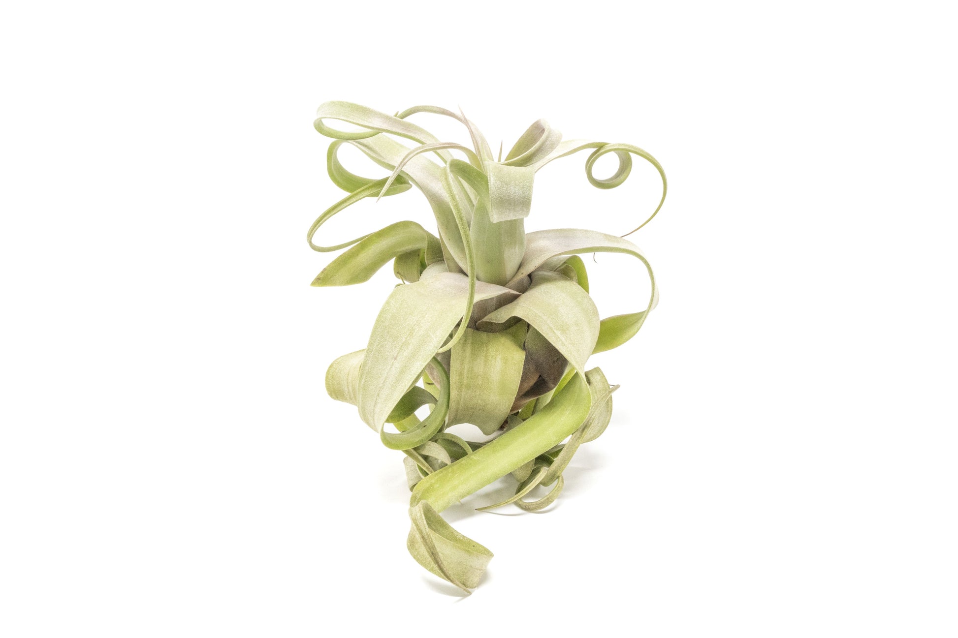 Jumbo Tillandsia Streptophylla Air Plant – Rare Curly Form – airplant