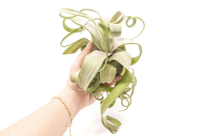 Jumbo Tillandsia Streptophylla Air Plant – Rare Curly Form – airplant