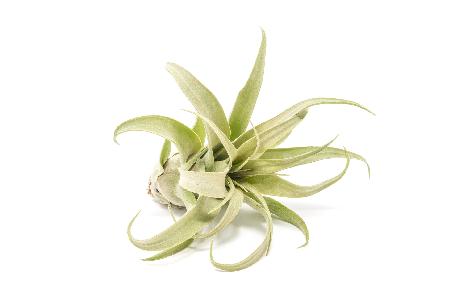 Jumbo Tillandsia Streptophylla Air Plant – Rare Curly Form – airplant