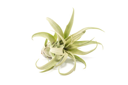 Jumbo Tillandsia Streptophylla Air Plant – Rare Curly Form – airplant