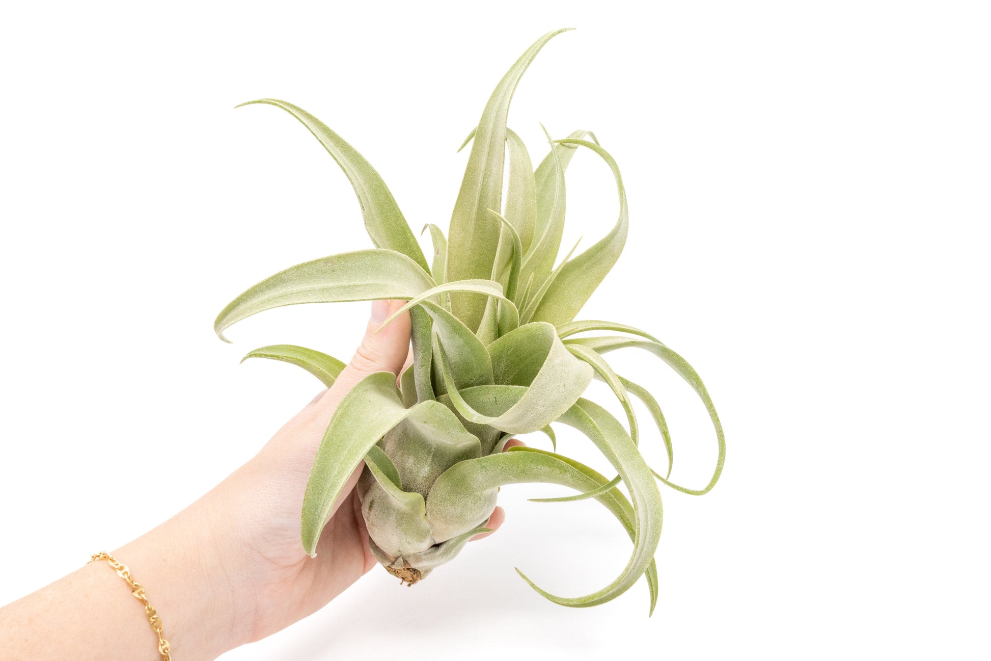 Jumbo Tillandsia Streptophylla Air Plant – Rare Curly Form – airplant