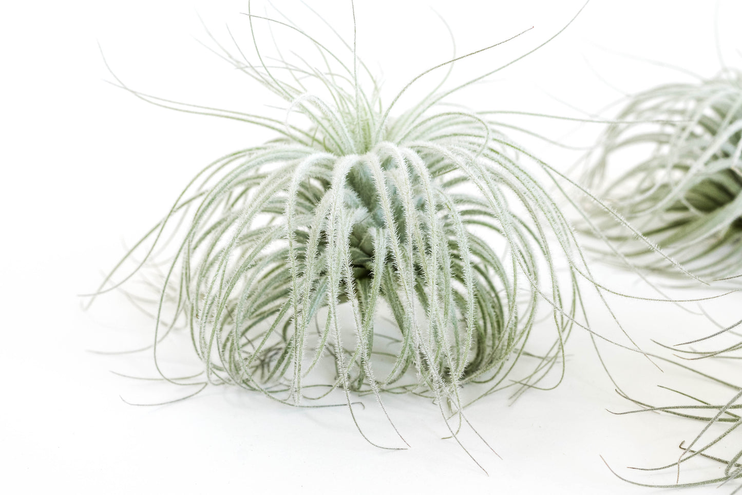 Tillandsia Tectorum Ecuador Air Plants - Set of 3, 6 or 9
