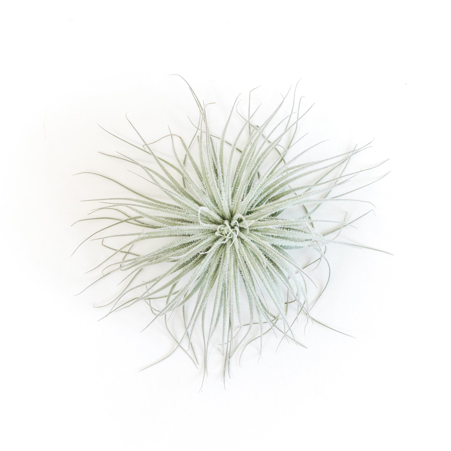 Tillandsia Tectorum Ecuador Air Plants - Set of 3, 6 or 9