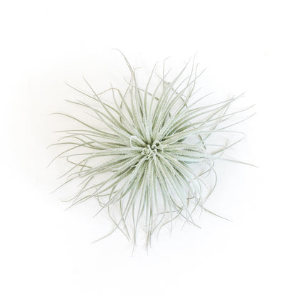 Tillandsia Tectorum Ecuador Air Plants - Set of 3, 6 or 9