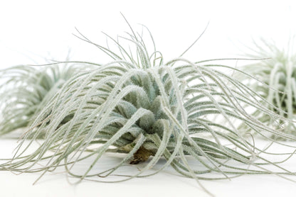 Tillandsia Tectorum Ecuador Air Plants - Set of 3, 6 or 9