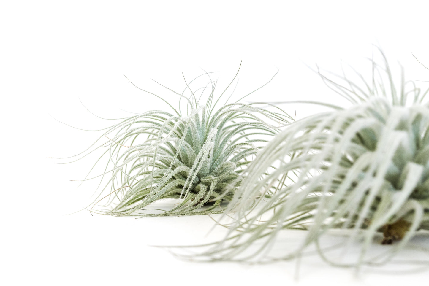 Tillandsia Tectorum Ecuador Air Plants - Set of 3, 6 or 9