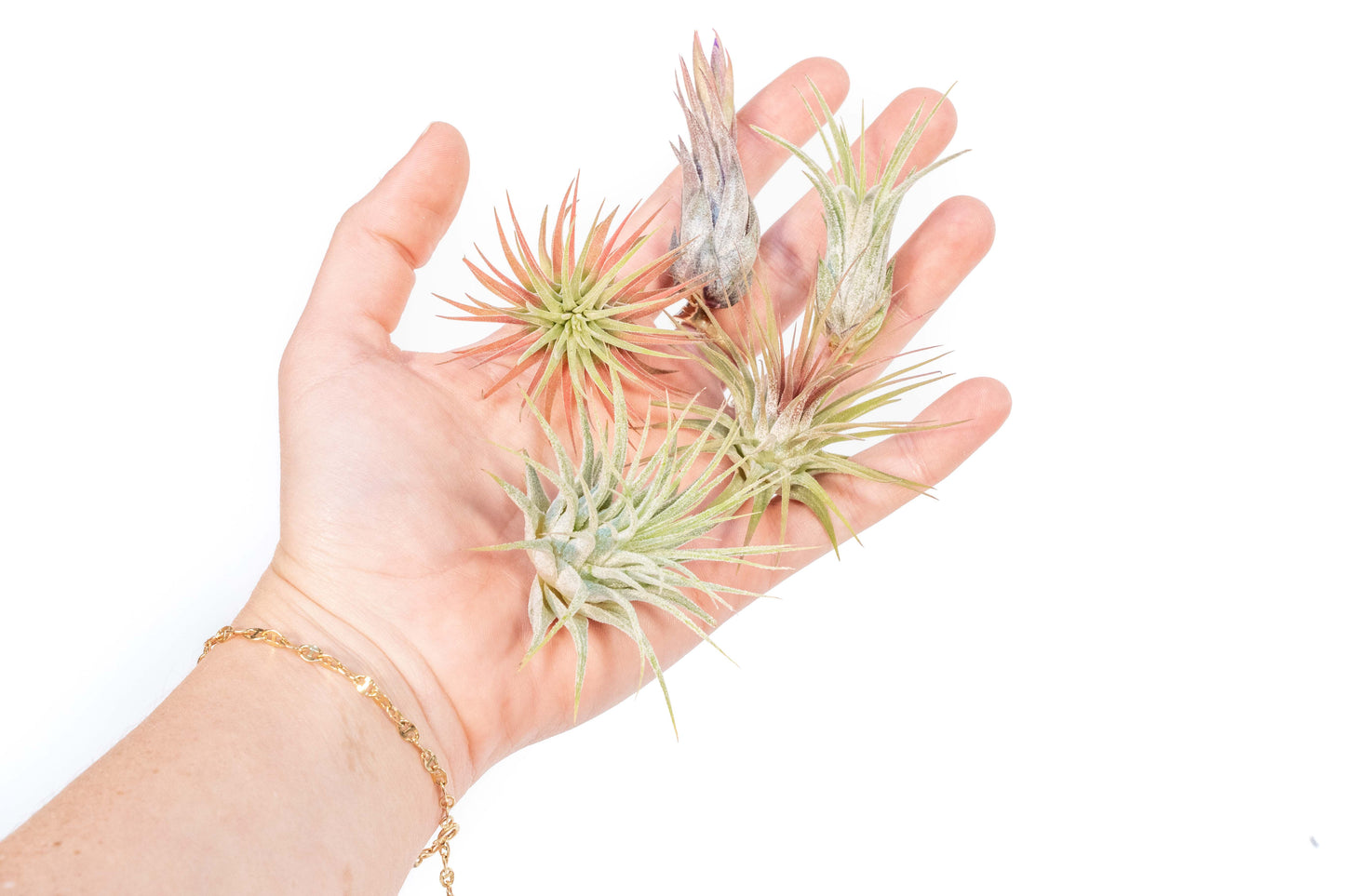 Tillandsia Ionantha Air Plant Super Packs - Set of 20, 30 or 50
