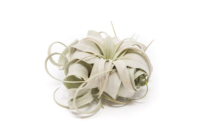 Small Tillandsia Xerographica / 4 -5 Inches Wide – airplant