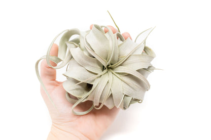 Small Tillandsia Xerographica / 4 -5 Inches Wide – airplant