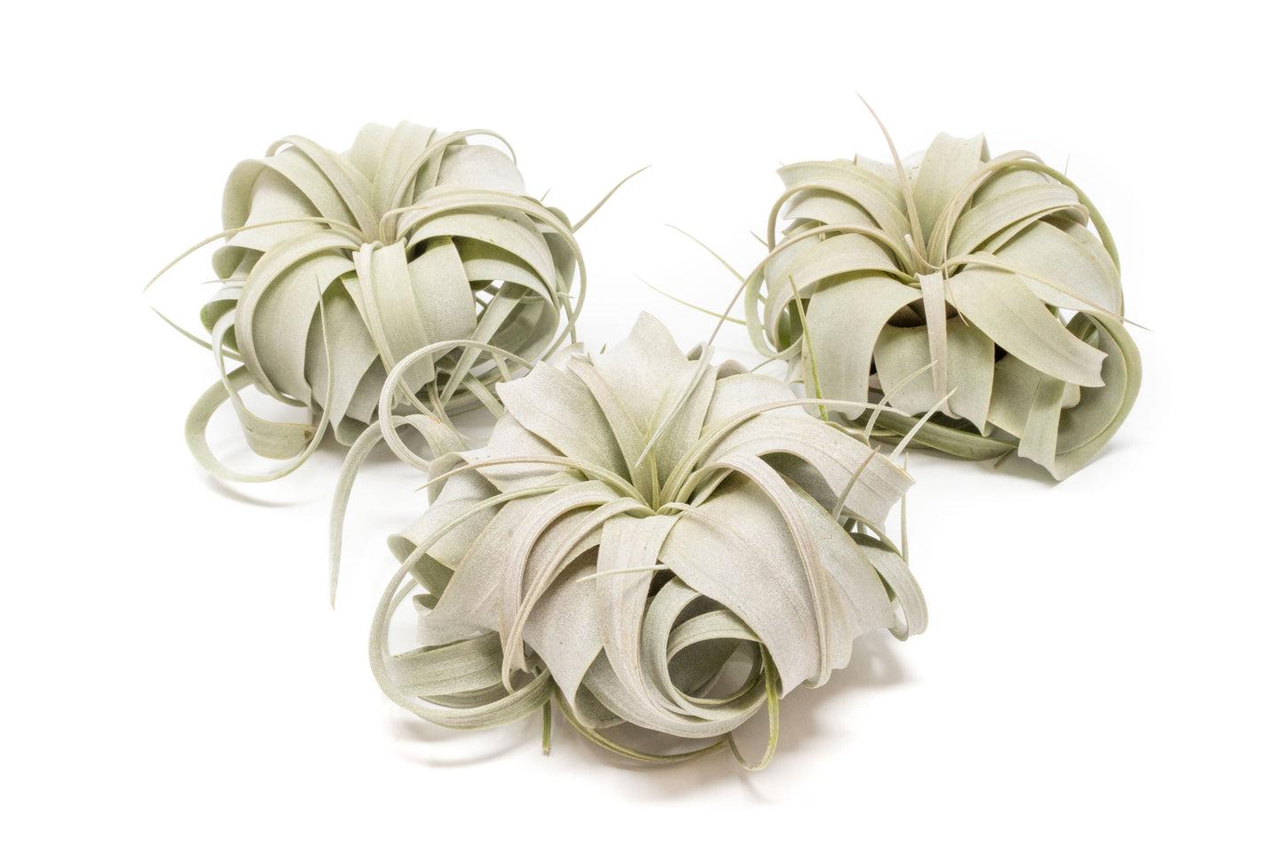 Small Tillandsia Xerographica / 4 -5 Inches Wide – airplant