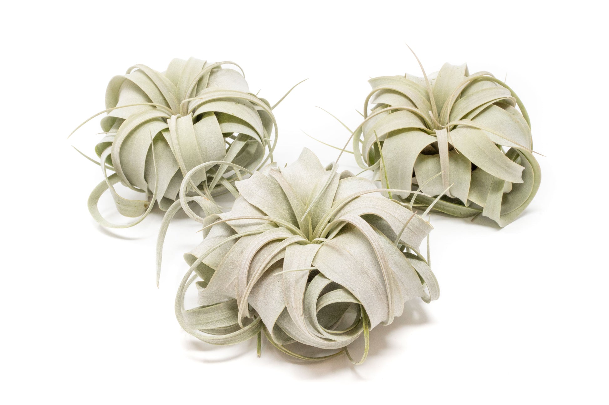 Small Tillandsia Xerographica / 4 -5 Inches Wide – airplant