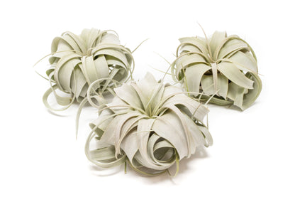 Small Tillandsia Xerographica / 4 -5 Inches Wide – airplant