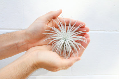 Tillandsia Tectorum Ecuador Air Plants - Set of 3, 6 or 9