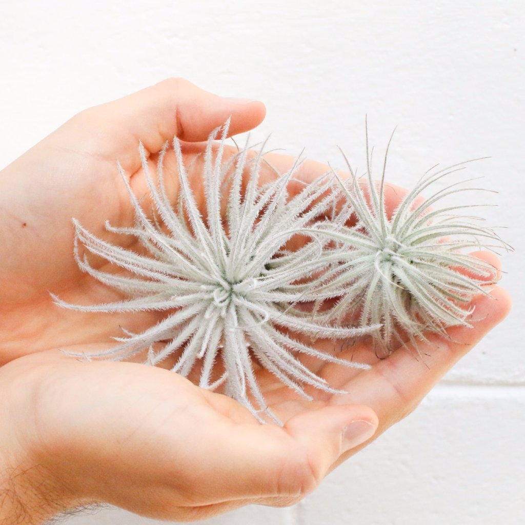 Tillandsia Tectorum Ecuador Air Plants - Set of 3, 6 or 9