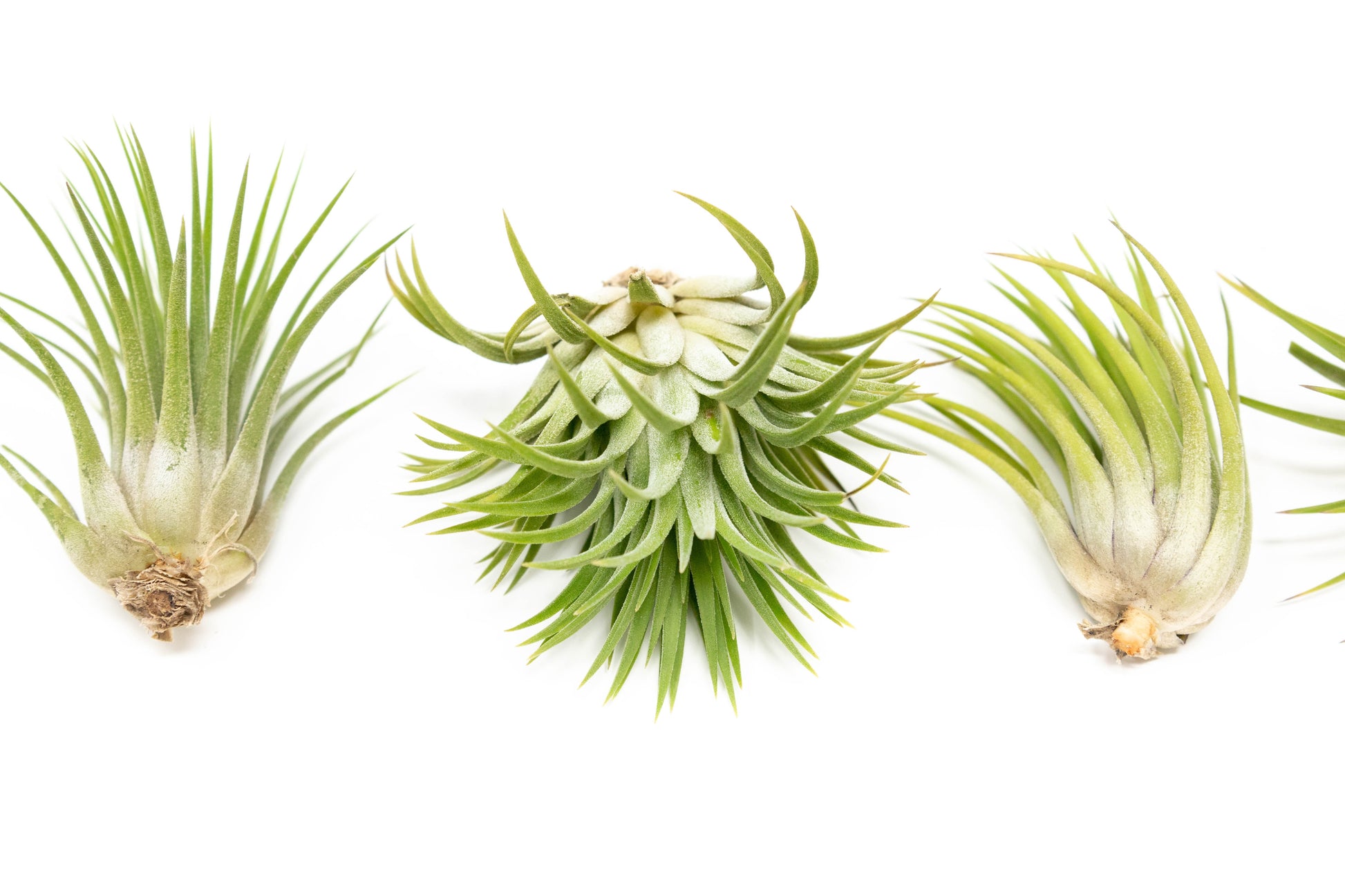 rubra air plant Large Tillandsia Ionantha Rubra Air Plants