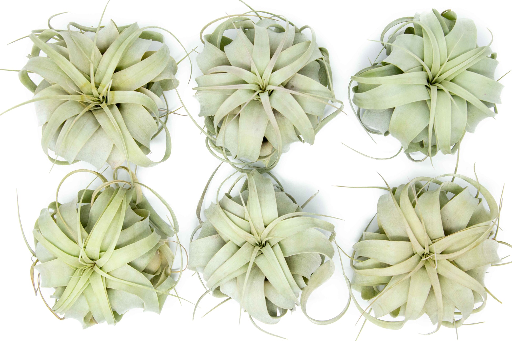 Tillandsia Xerographica Air Plant – Medium (5–6 Inches) – airplant