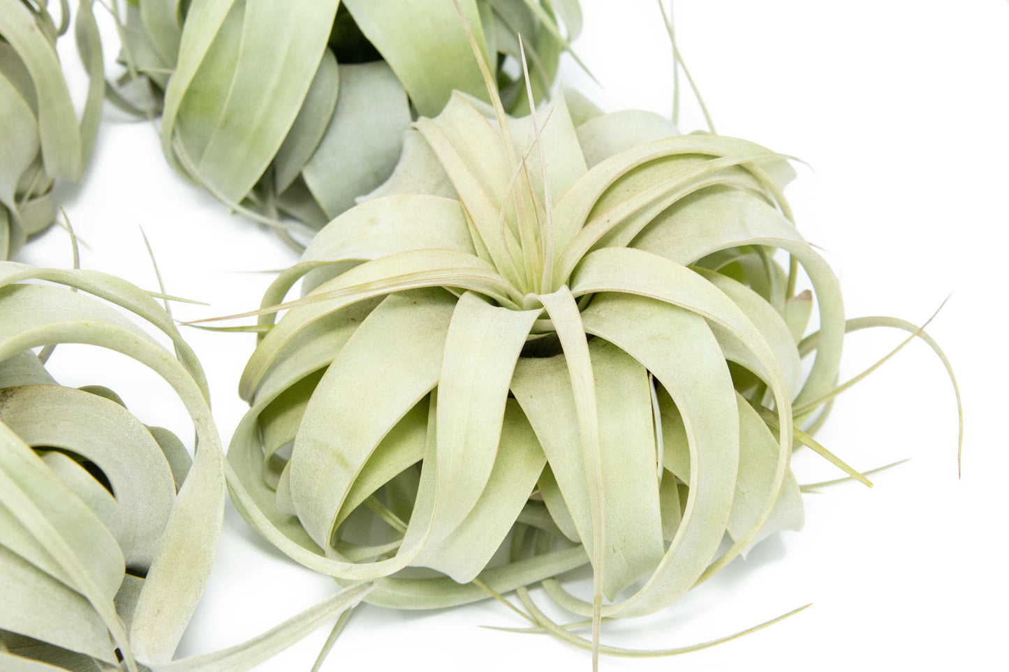 Tillandsia Xerographica Air Plant – Medium (5–6 Inches) – airplant