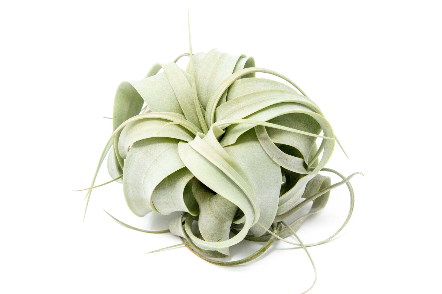Small Tillandsia Xerographica / 4 -5 Inches Wide – airplant