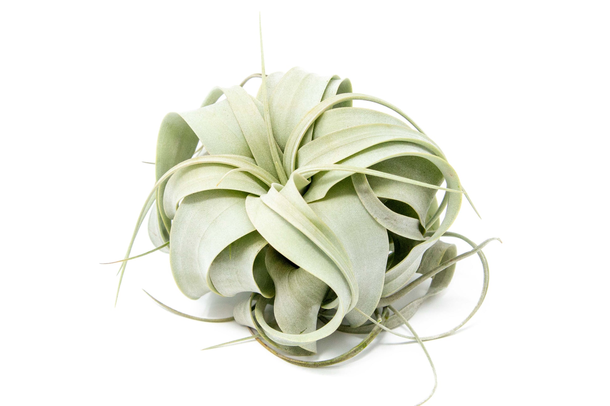 Small Tillandsia Xerographica / 4 -5 Inches Wide – airplant