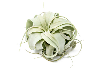 Small Tillandsia Xerographica / 4 -5 Inches Wide – airplant