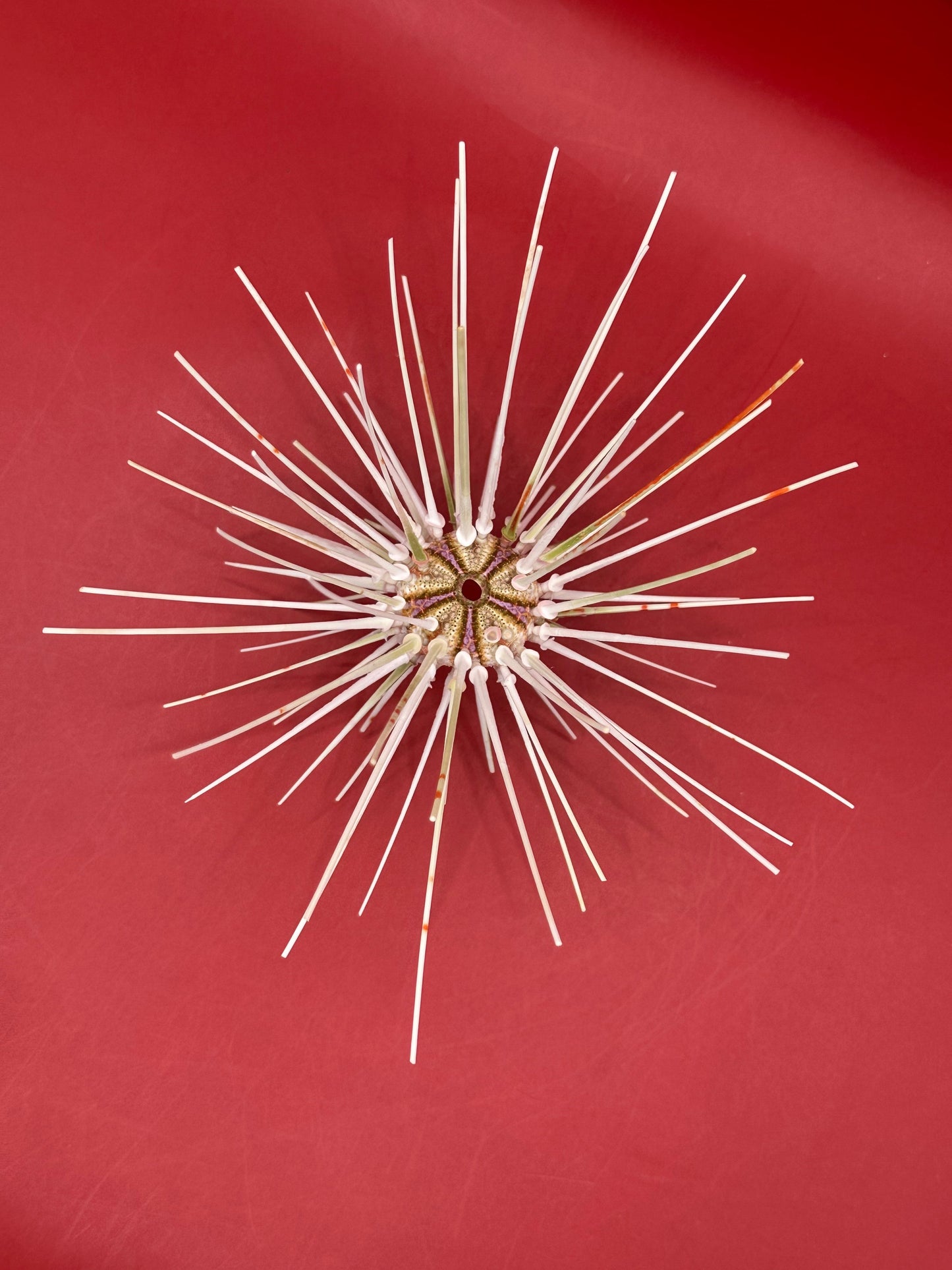 Caledonia Deep Water Urchin with Spines 6" – Coelopleurus maculatus