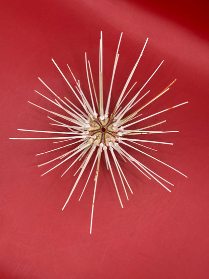 Caledonia Deep Water Urchin with Spines 6" – Coelopleurus maculatus