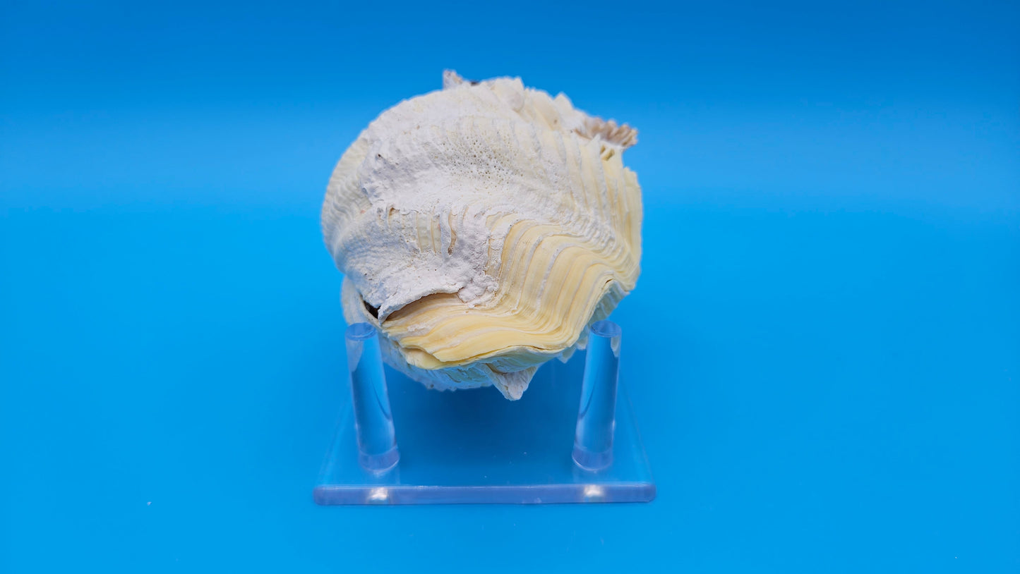 Derasa Clam Shell Pair (Tridacna derasa) – 5.5