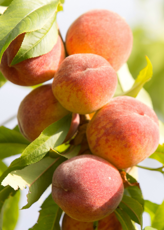 Peach 'Tropic Beauty' (Prunus persica)