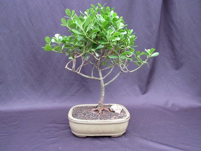 Tropical Dwarf Apple Bonsai Tree
