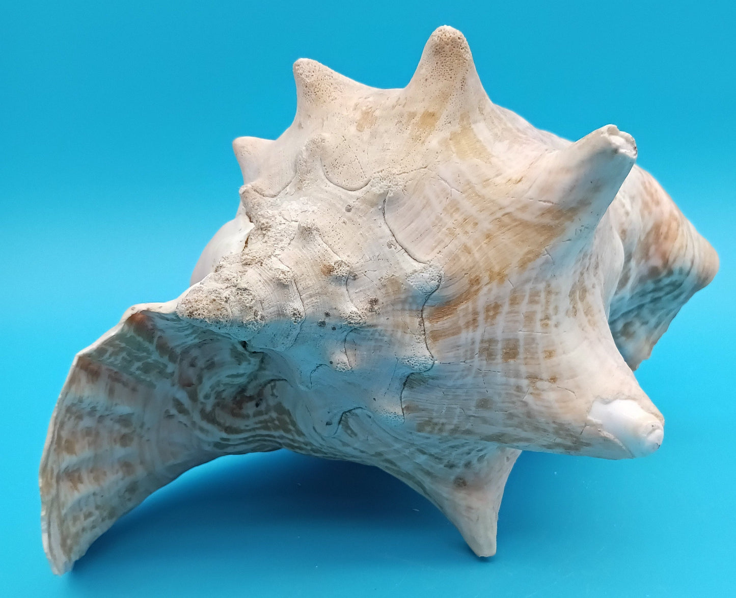 9" Pink Queen Conch Display Shell – NON PIERCED (Strombus Gigas)
