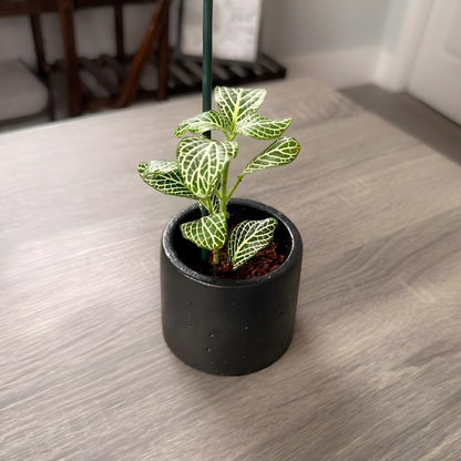Silver Nerve Plant (Fittonia) – Patterned Foliage in Charlie Pots