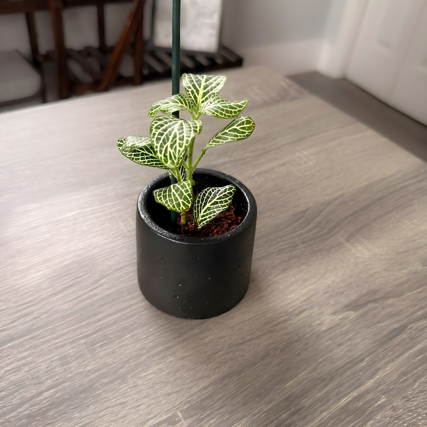 Silver Nerve Plant (Fittonia) – Patterned Foliage in Charlie Pots
