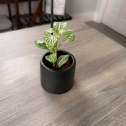 Silver Nerve Plant (Fittonia) – Patterned Foliage in Charlie Pots