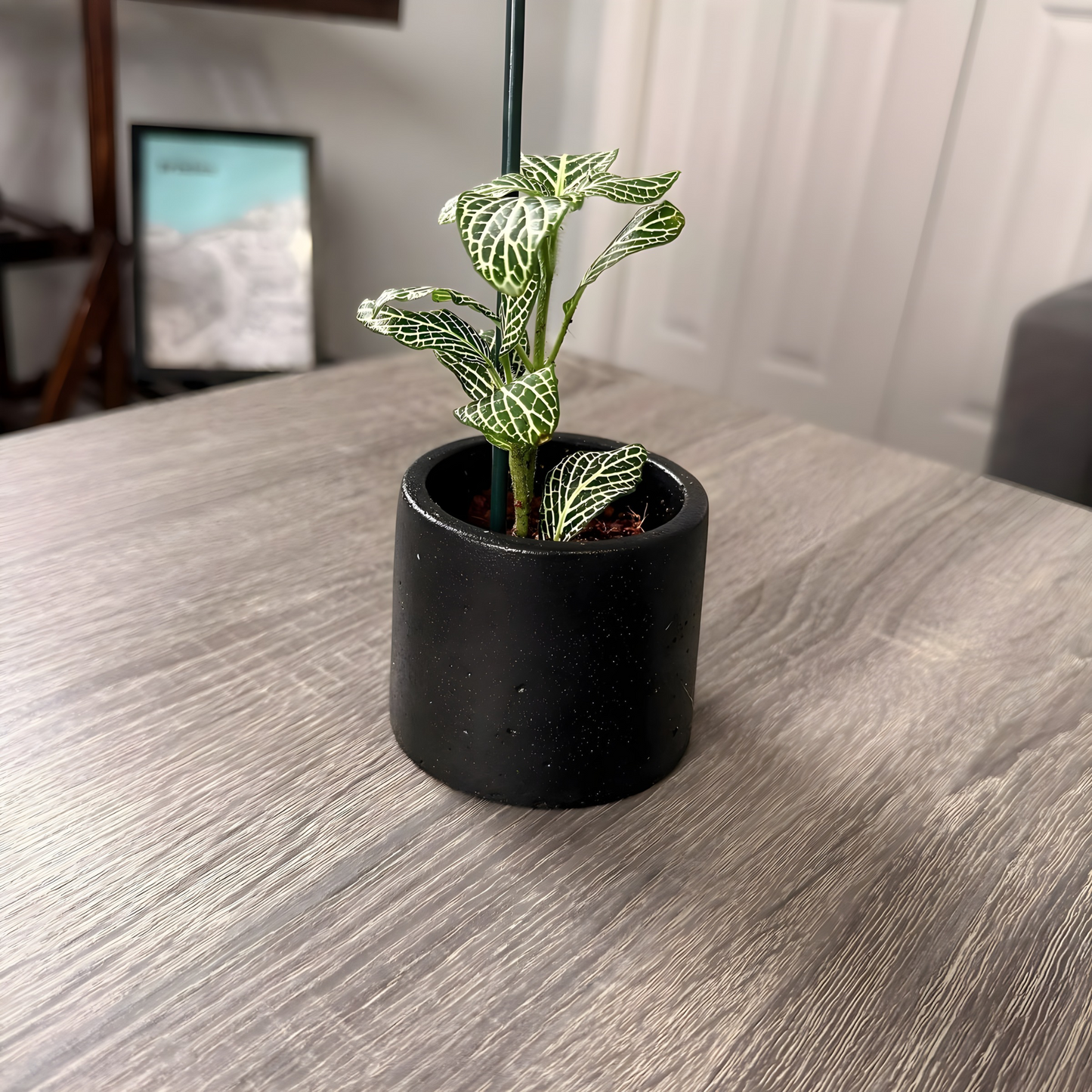 Silver Nerve Plant (Fittonia) – Patterned Foliage in Charlie Pots