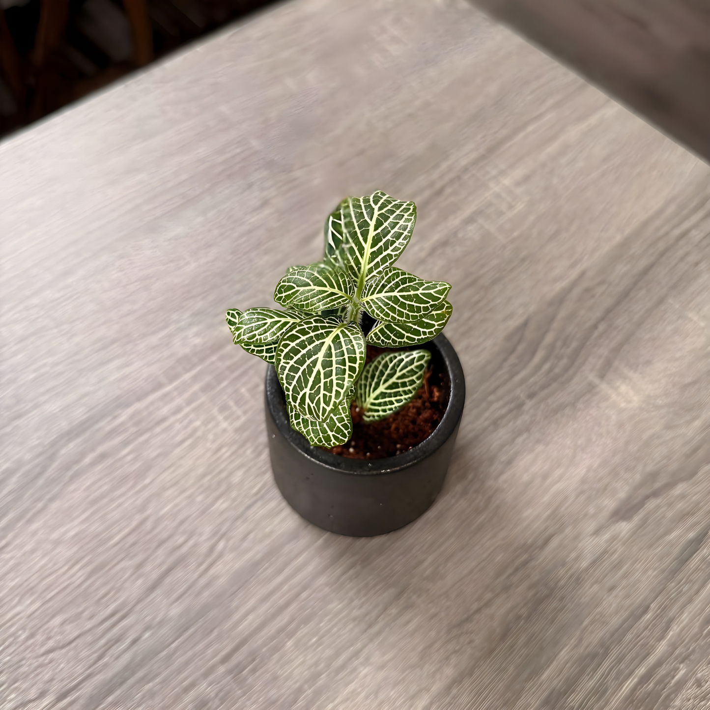 Silver Nerve Plant (Fittonia) – Patterned Foliage in Charlie Pots