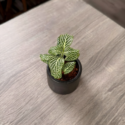 Silver Nerve Plant (Fittonia) – Patterned Foliage in Charlie Pots