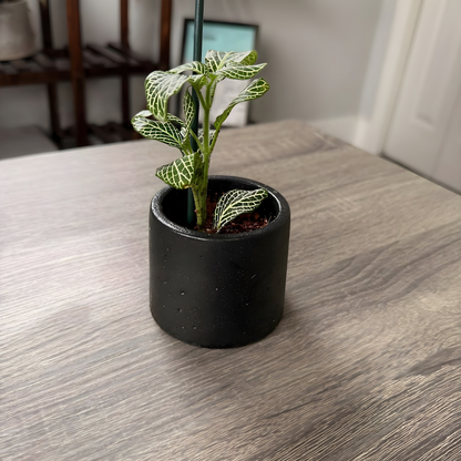 Silver Nerve Plant (Fittonia) – Patterned Foliage in Charlie Pots