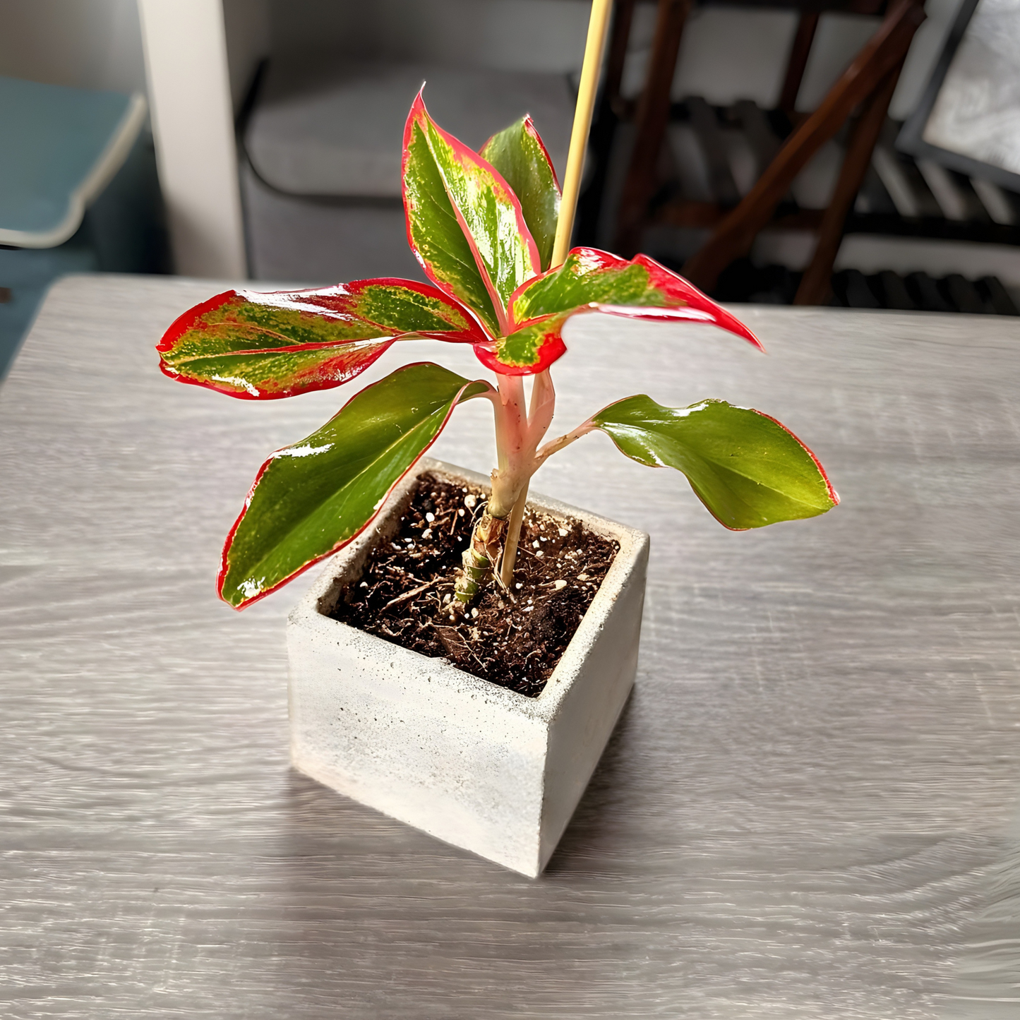 Aglaonema ‘King of Siam’ – Bold Tropical Foliage in Premium Pot Options – Indoor Plants