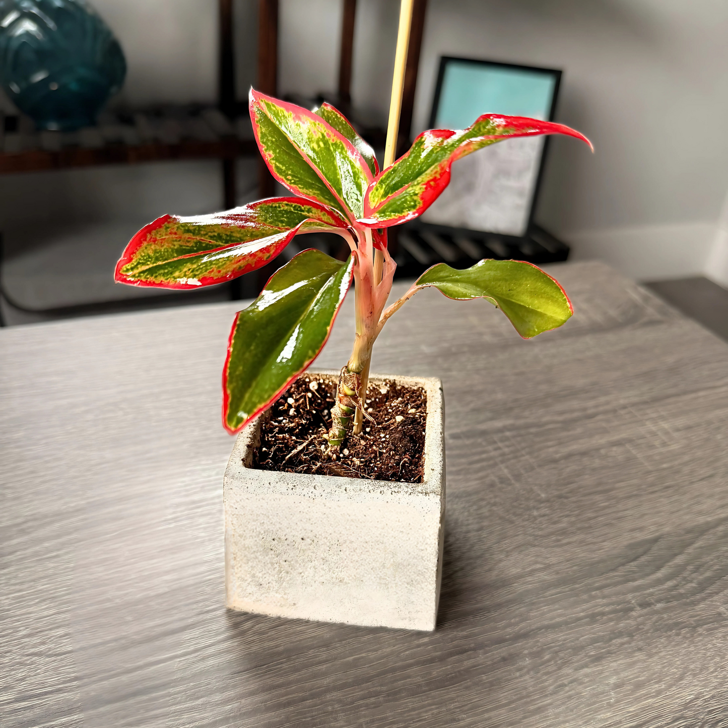 Aglaonema ‘King of Siam’ – Bold Tropical Foliage in Premium Pot Options – Indoor Plants