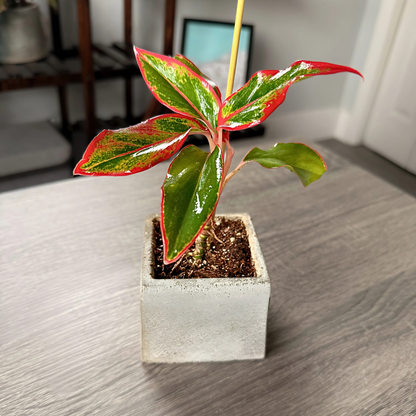 Aglaonema ‘King of Siam’ – Bold Tropical Foliage in Premium Pot Options – Indoor Plants