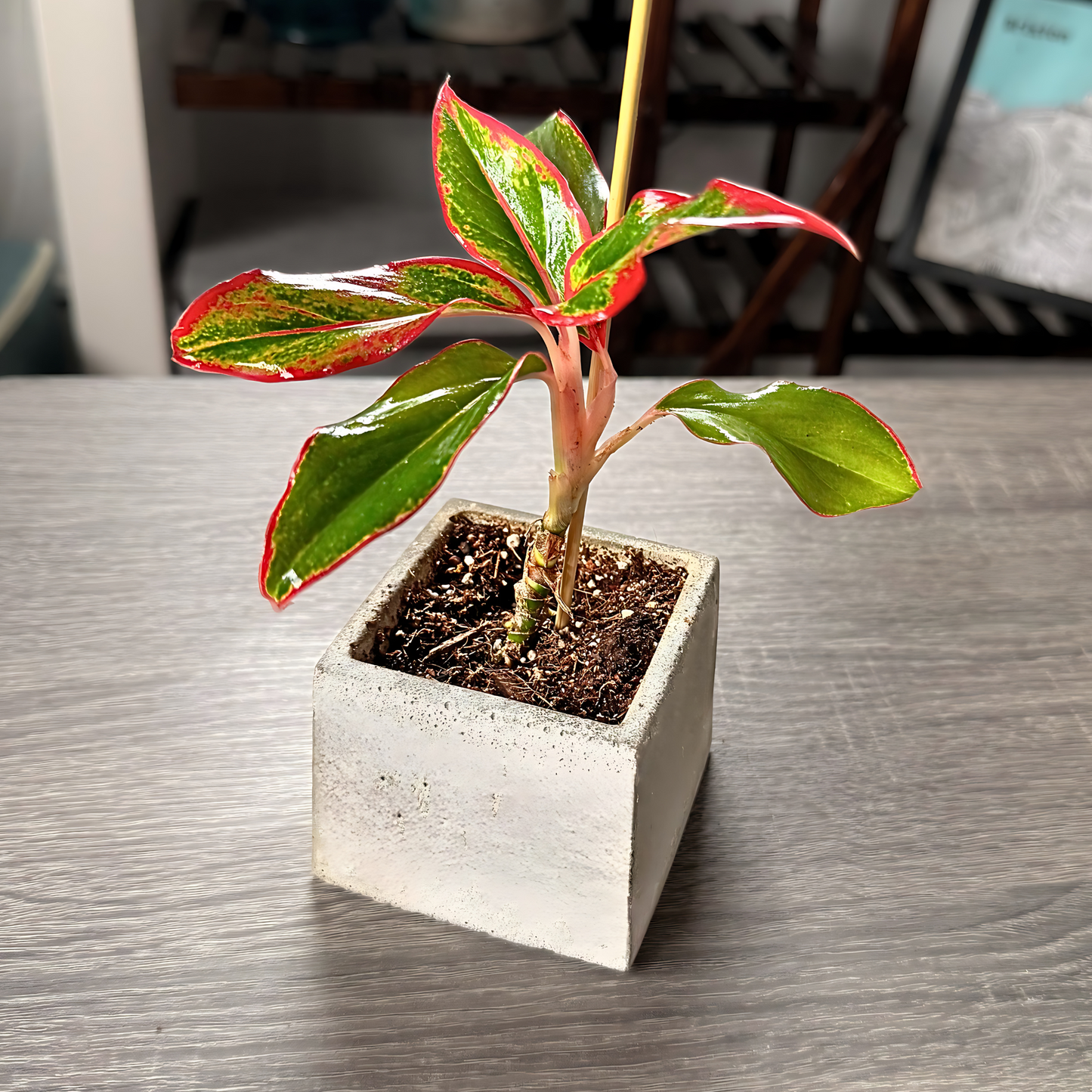Aglaonema ‘King of Siam’ – Bold Tropical Foliage in Premium Pot Options – Indoor Plants