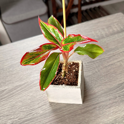 Aglaonema ‘King of Siam’ – Bold Tropical Foliage in Premium Pot Options – Indoor Plants