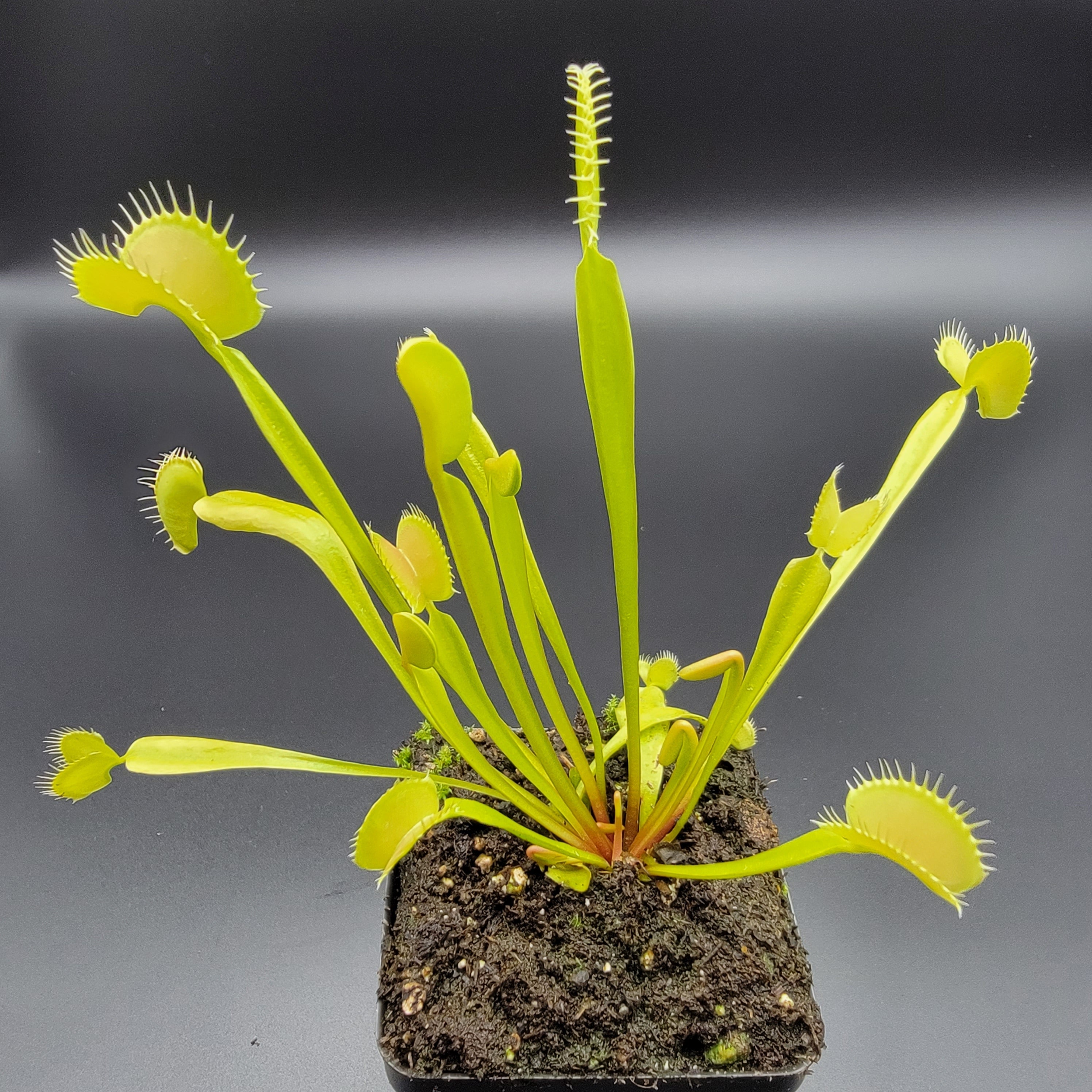 Venus Flytrap 'B52 x DC-XL' – Live Carnivorous Plant – Moon Water